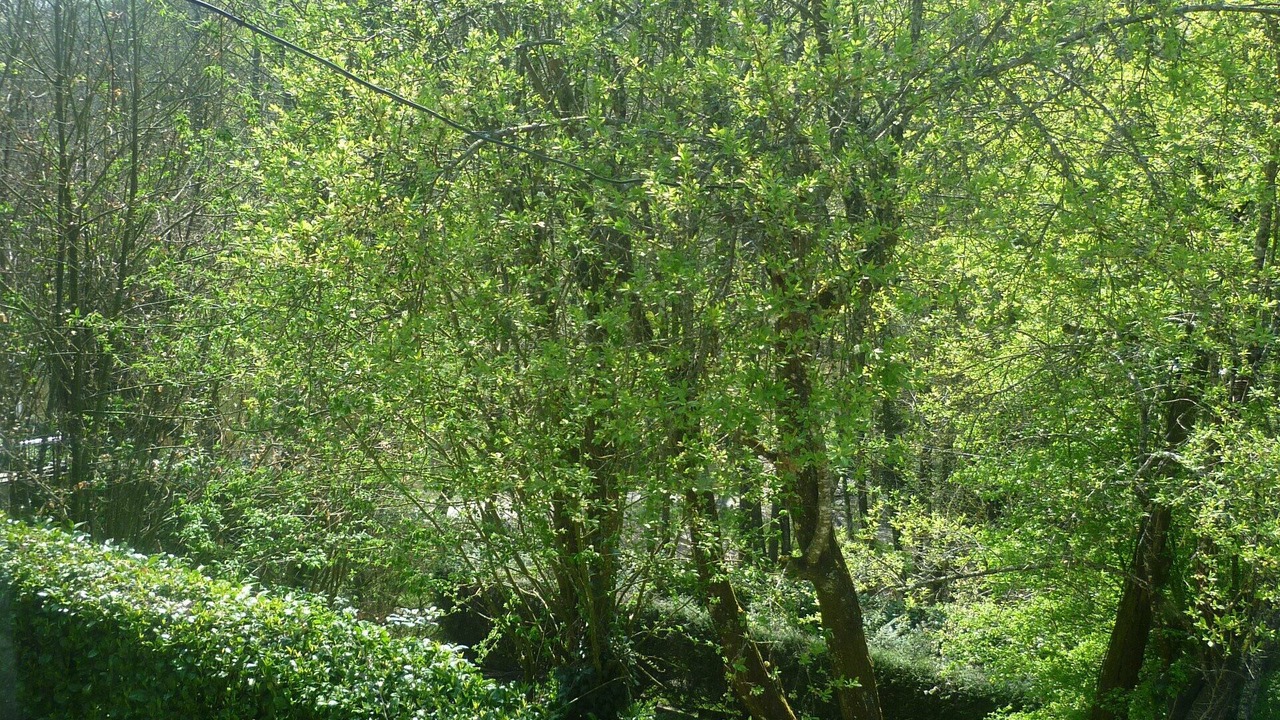 Photo of Outdoor in Vernoux-en-Gatine