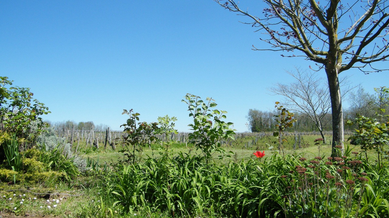 Photo of Outdoor in Puisseguin