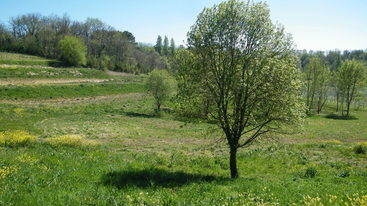 Photo of Others in Puisseguin