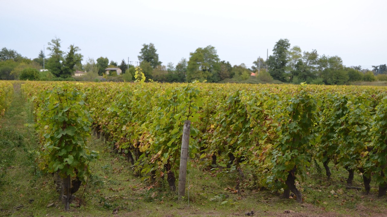 Photo of Outdoor in Barsac
