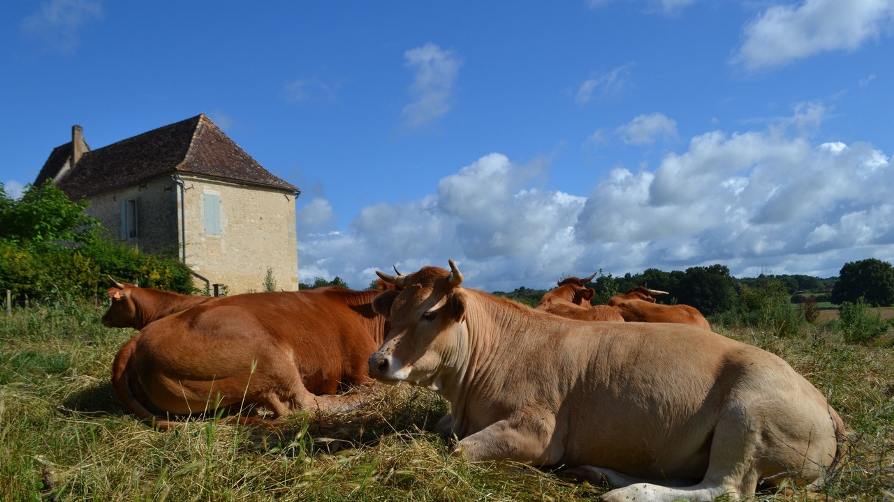 Photo of Others in Cause-de-Clerans