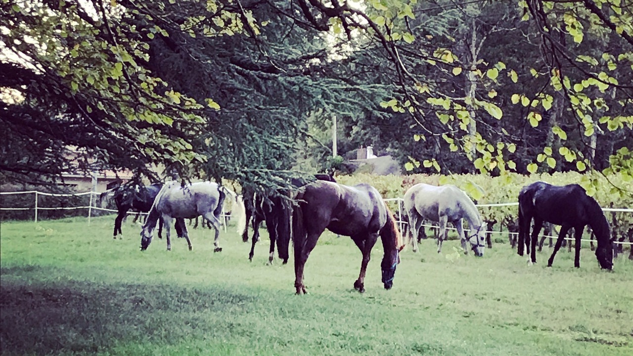 Photo of Outdoor in Fronsac