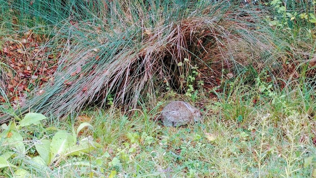 Photo of Outdoor in Beaumont