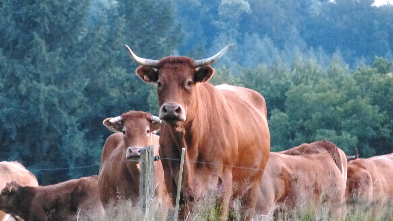 Photo of Others in Bourganeuf