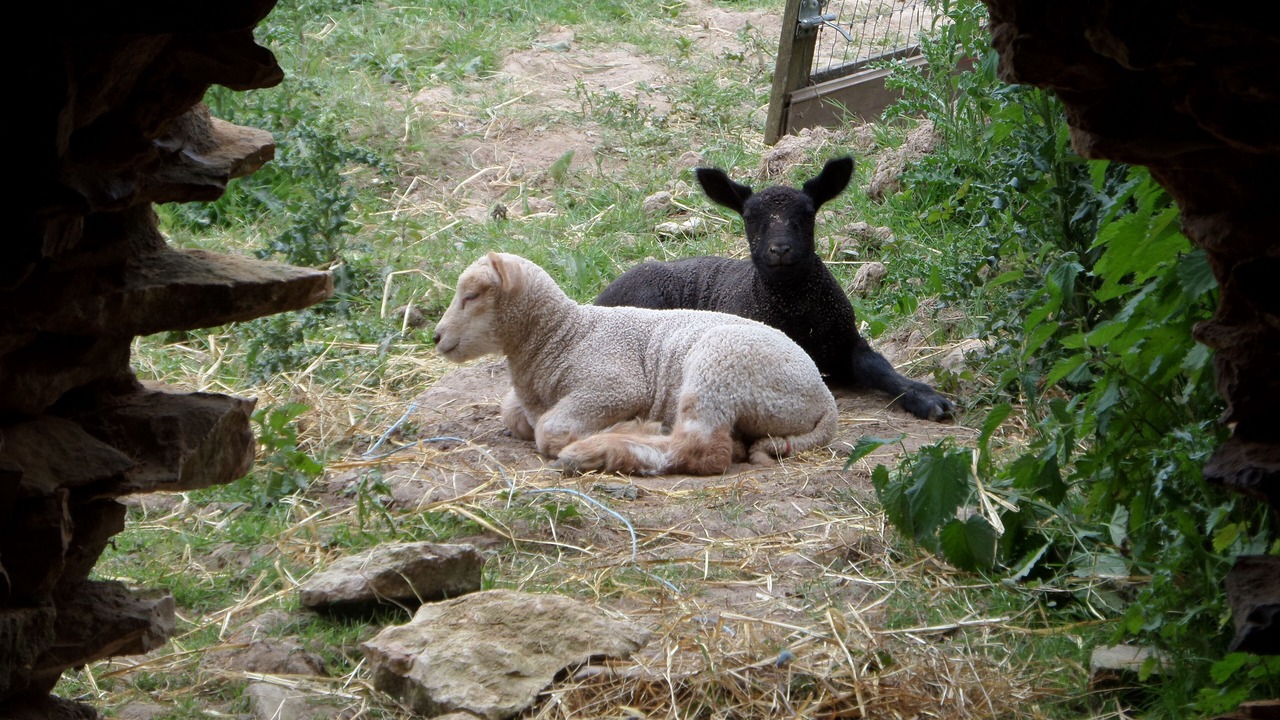 Photo of Others in Romagne