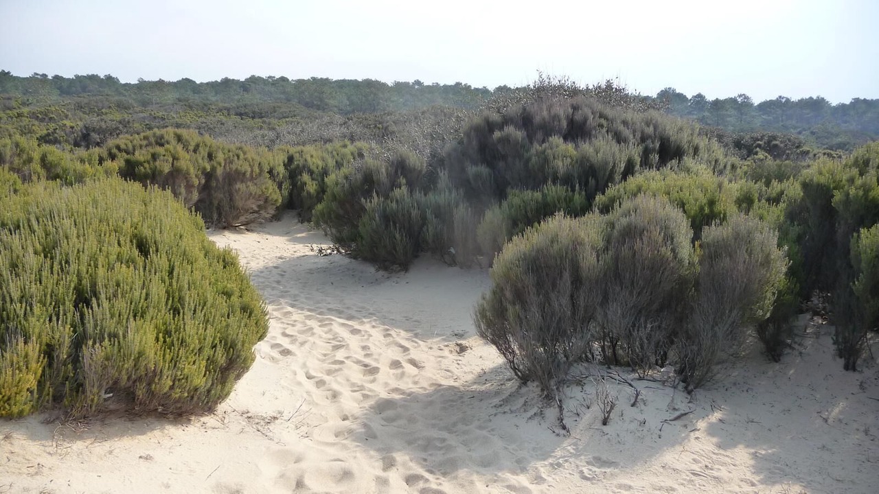 Photo of Outdoor in Labenne-Ocean