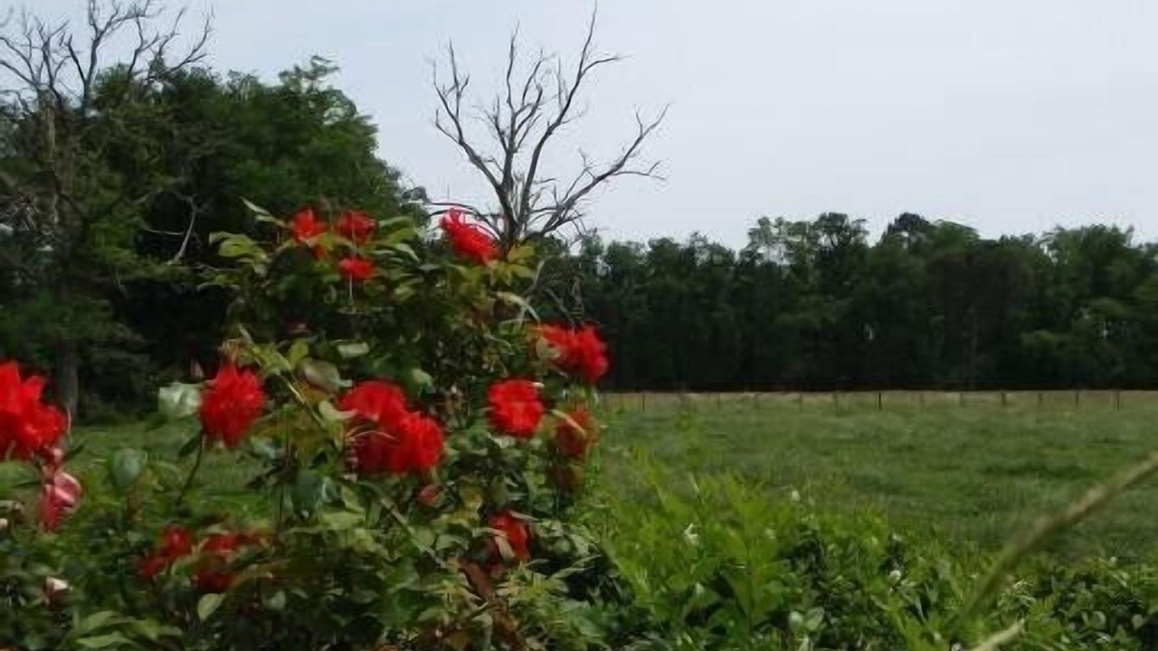Photo of Outdoor in Saucats