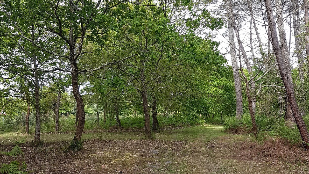 Photo of Outdoor in Saint-Julien-en-Born