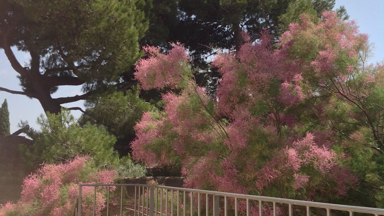 Photo of Outdoor in Jonquerettes