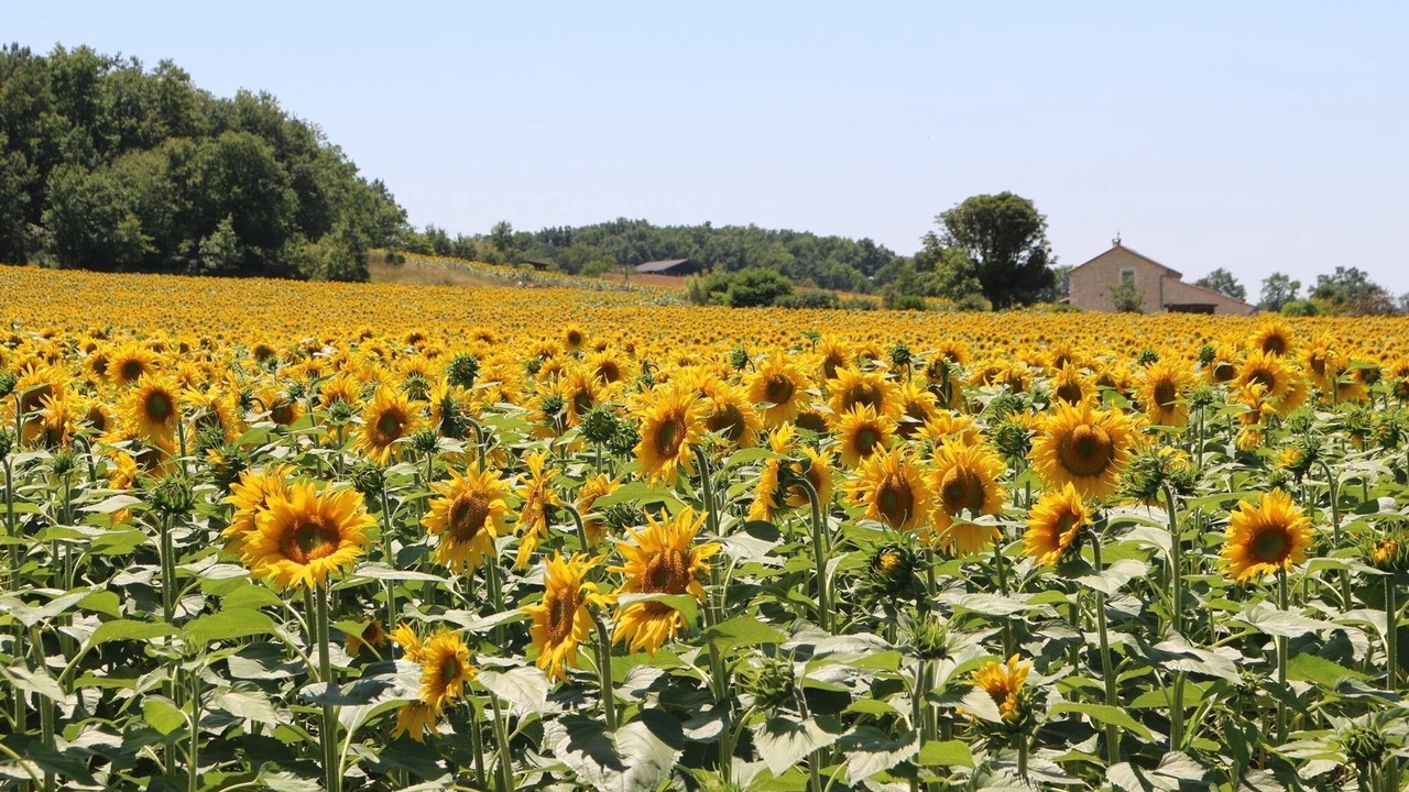 Photo of Outdoor in Eymet