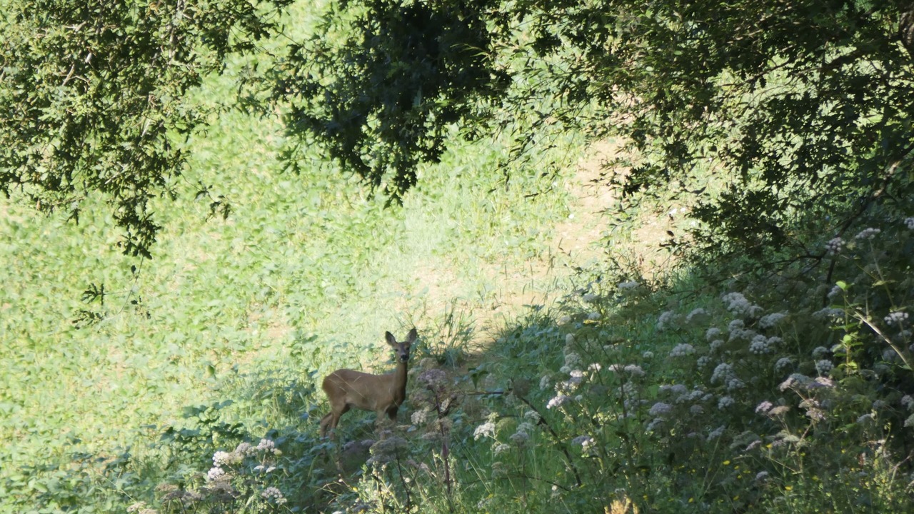 Photo of Outdoor in Ciboure