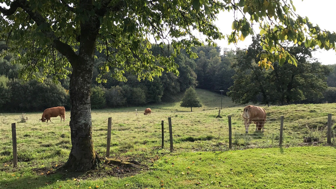 Photo of Outdoor in Orgnac-sur-Vezere
