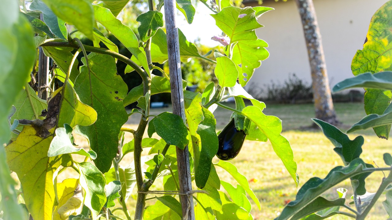 Photo of Outdoor in Taillecavat