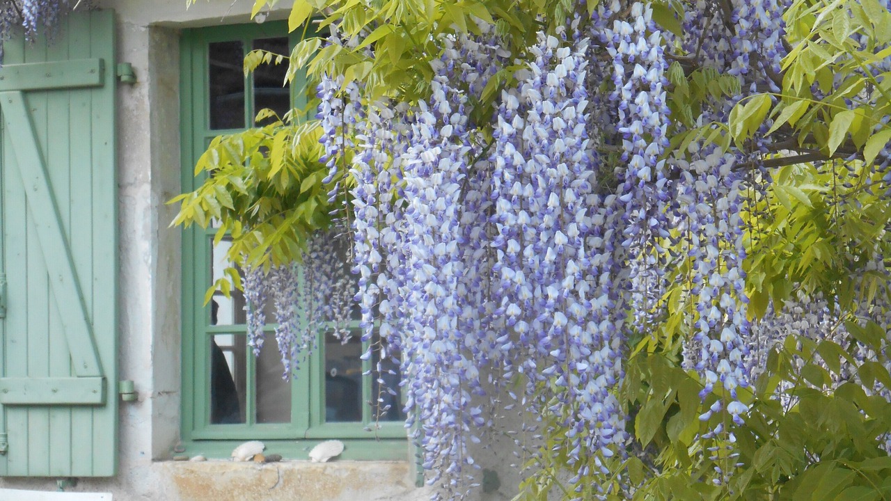 Photo of Outdoor in Jurancon
