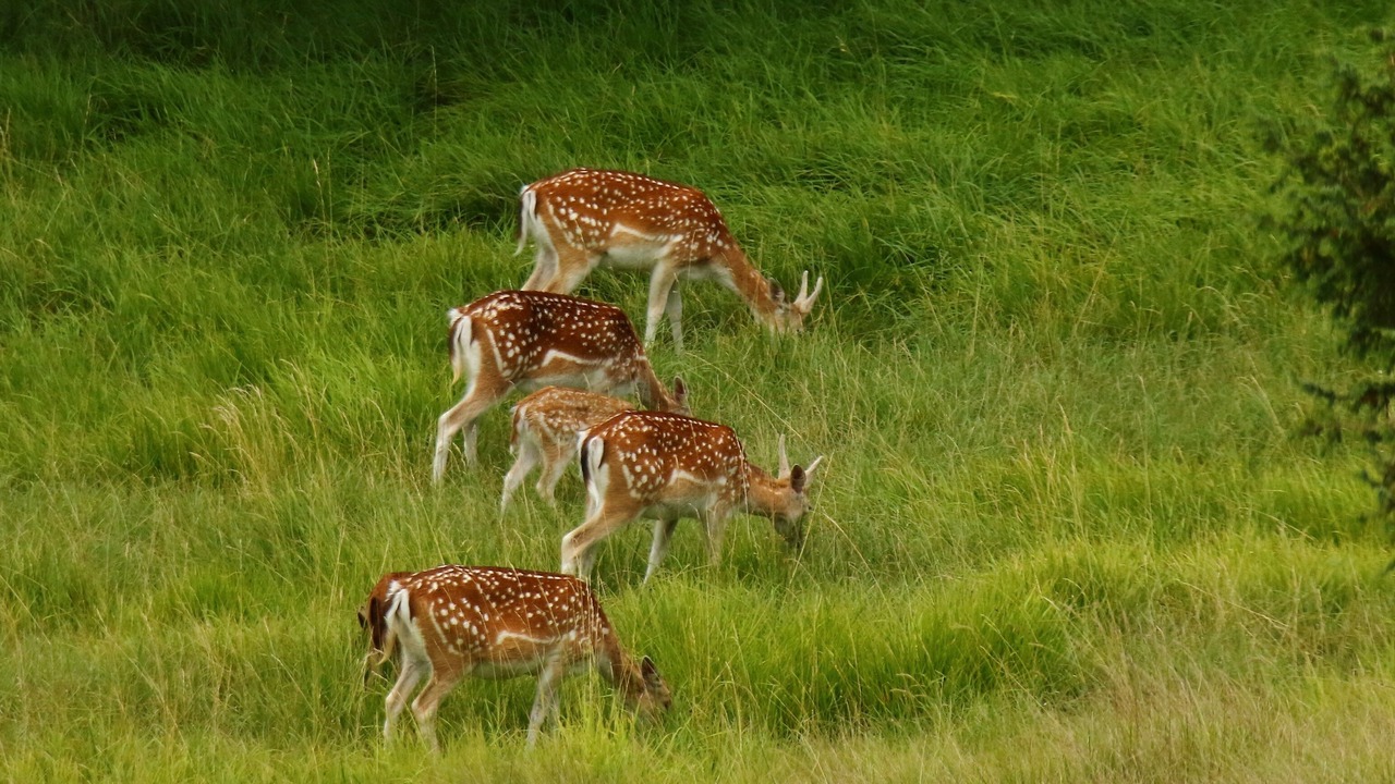 Photo of Outdoor in Fumel