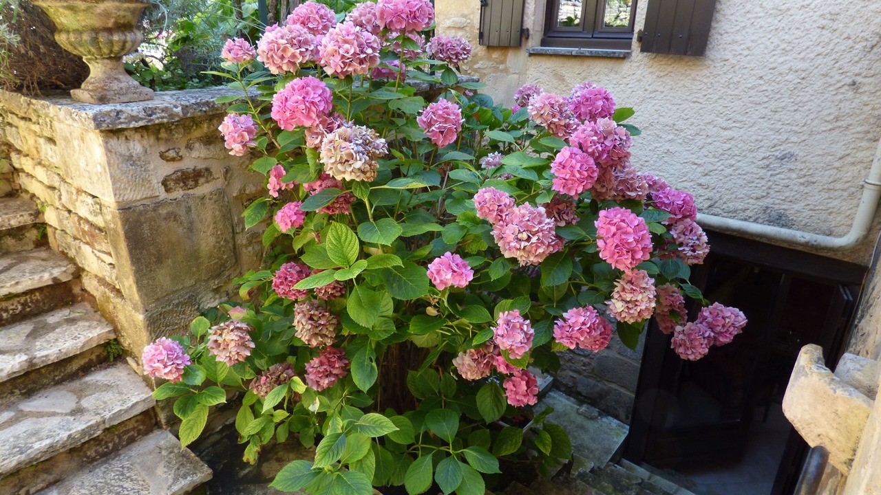 Photo of Outdoor in Cenac-et-Saint-Julien