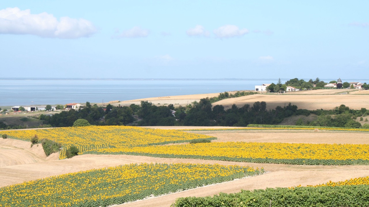 Photo of Others in Mortagne-sur-Gironde