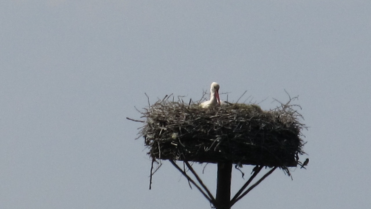 Photo of Others in Mortagne-sur-Gironde