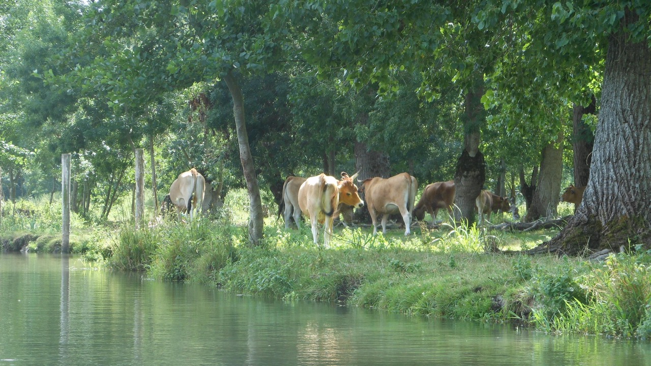 Photo of Outdoor in Thaire