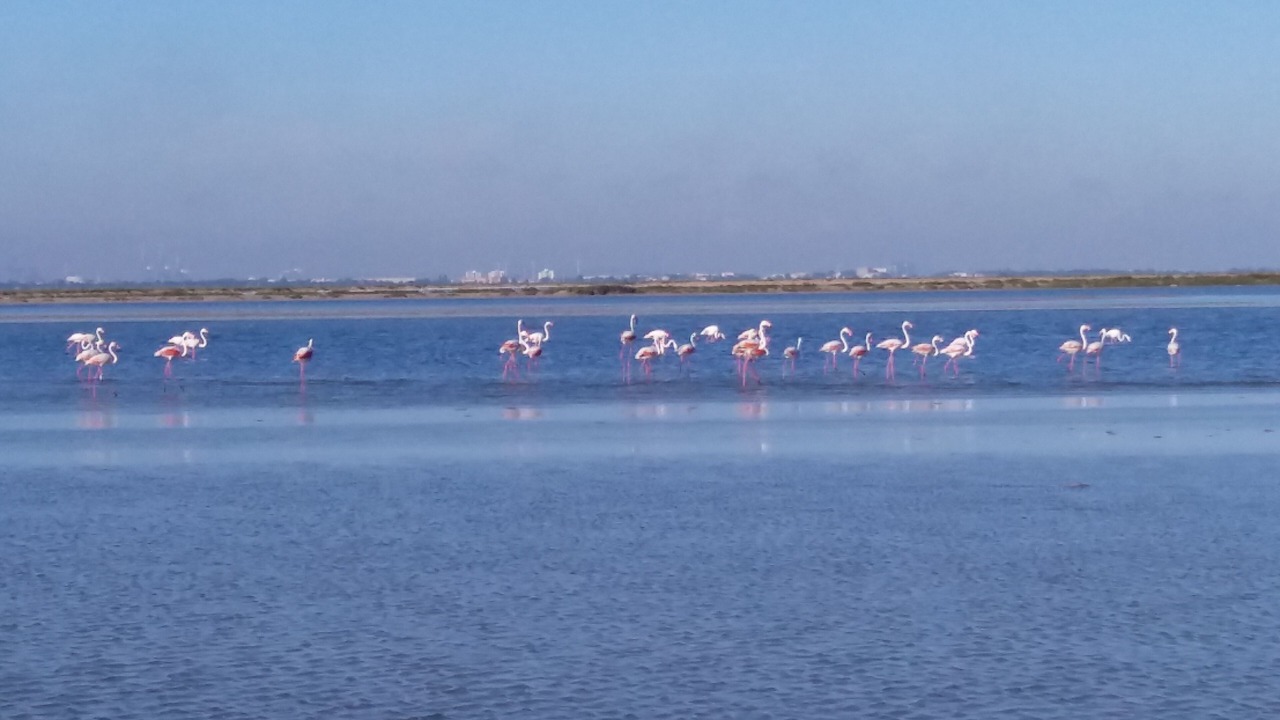 Photo of Others in Salin-de-Giraud