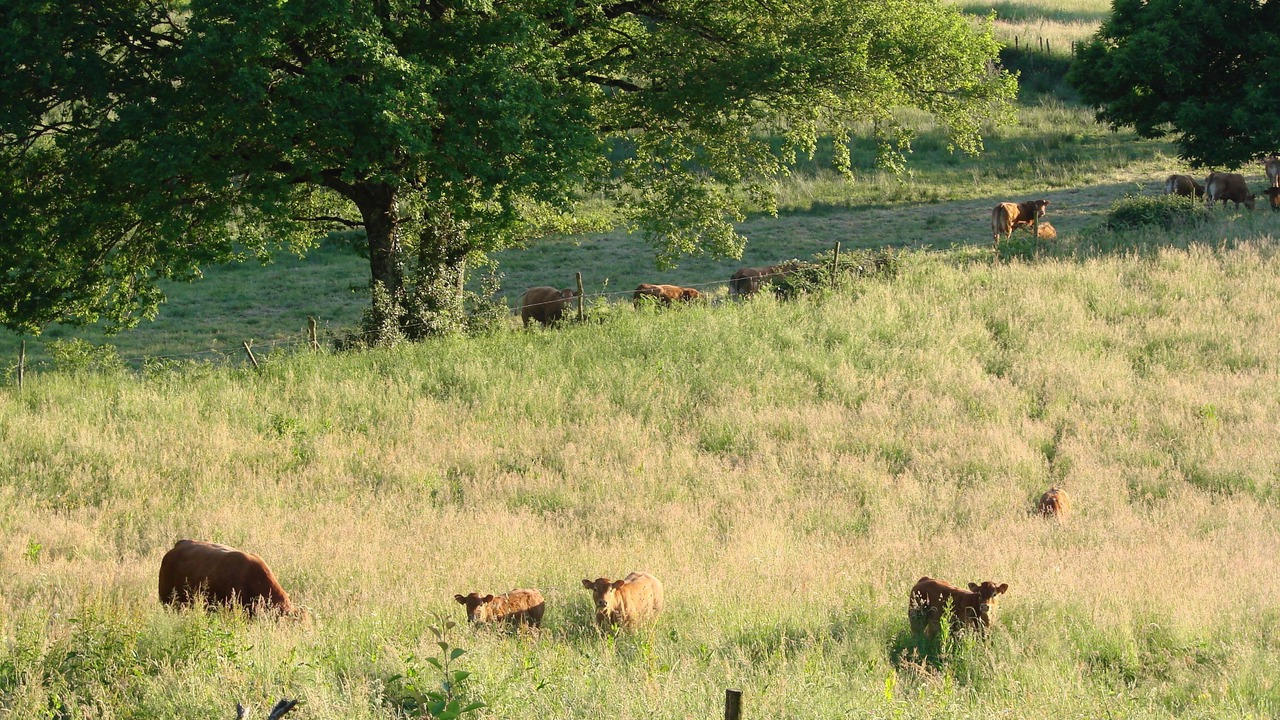Photo of Outdoor in Sainte-Fortunade