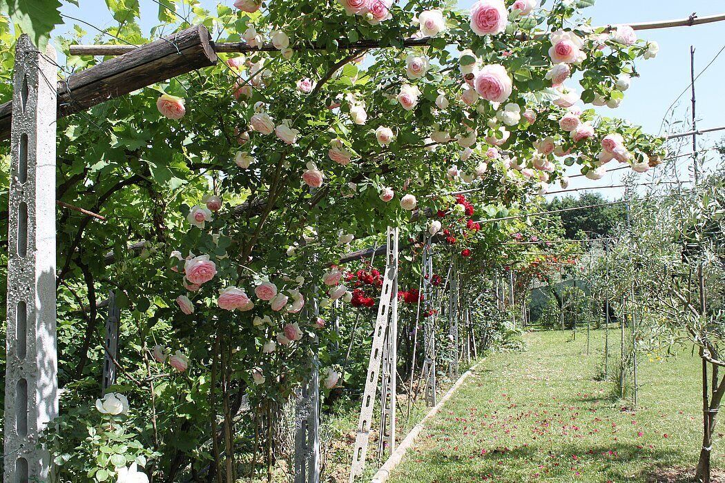 Photo of Outdoor in Bobolino