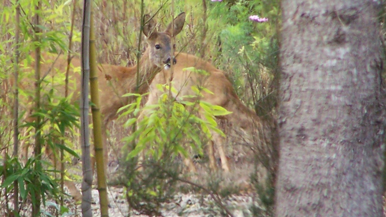Photo of Outdoor in Vendays-Montalivet