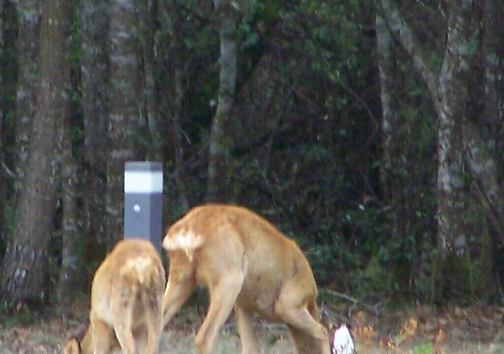 Photo of Outdoor in Vendays-Montalivet