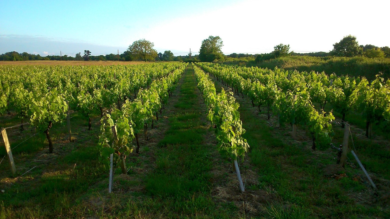 Photo of Outdoor in Gaillan-en-Medoc