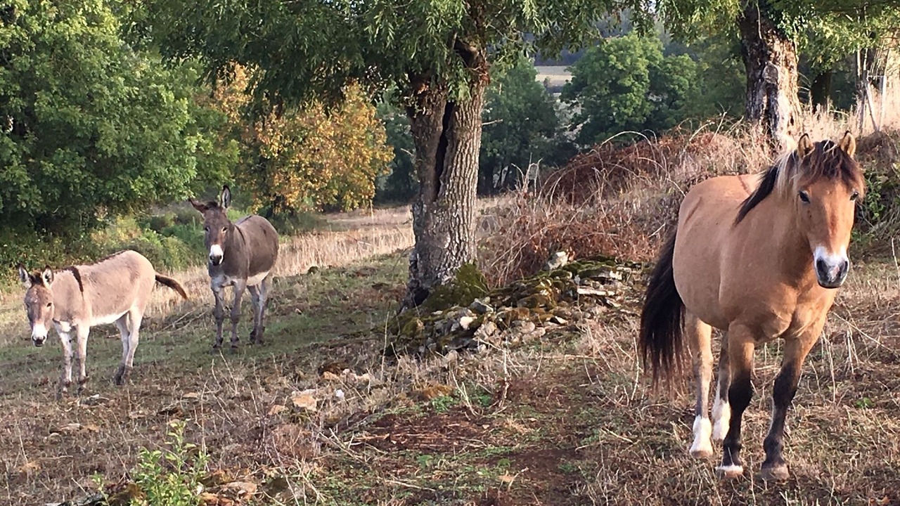 Photo of Outdoor in Azay-le-Brule