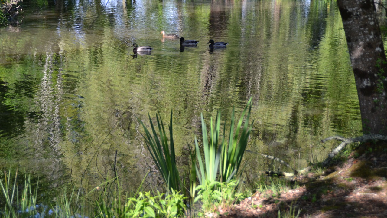 Photo of Outdoor in Saint-Paul-en-Born