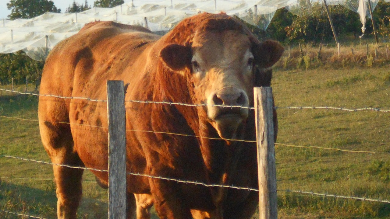 Photo of Others in Beyssac