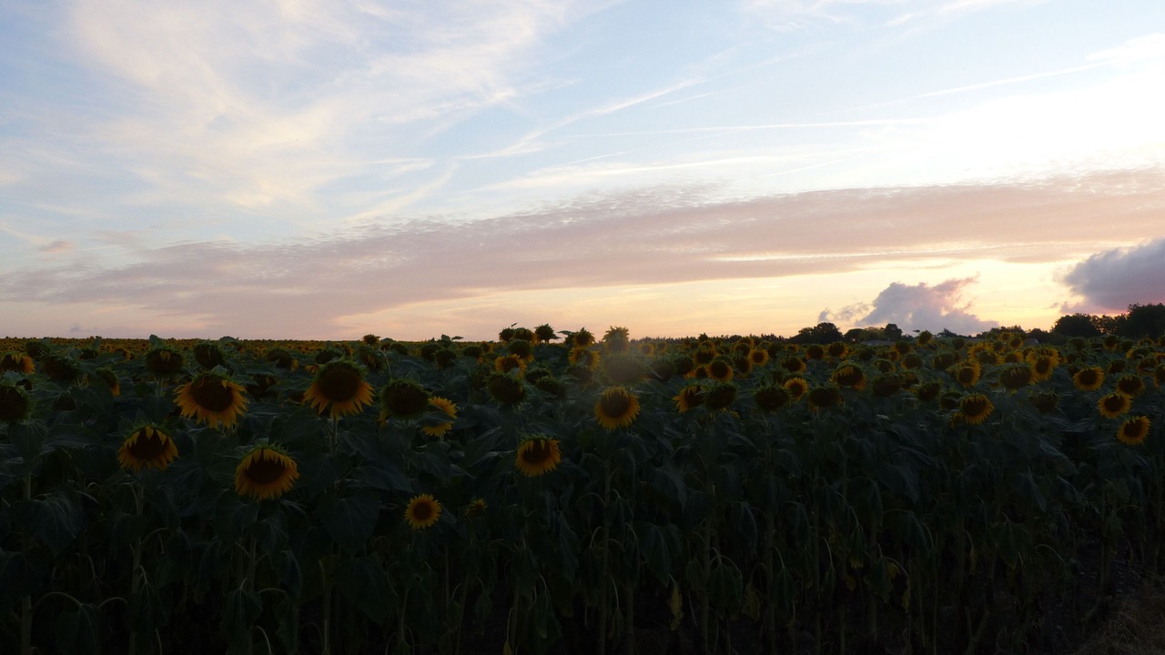 Photo of Others in Ardillieres
