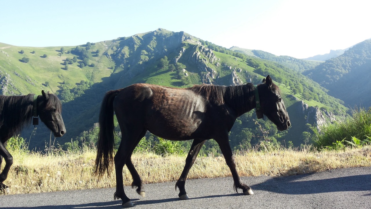 Photo of Outdoor in Saint-Martin-d'Arrossa