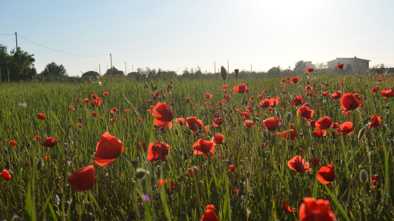 Photo of Outdoor in Castagneto Carducci