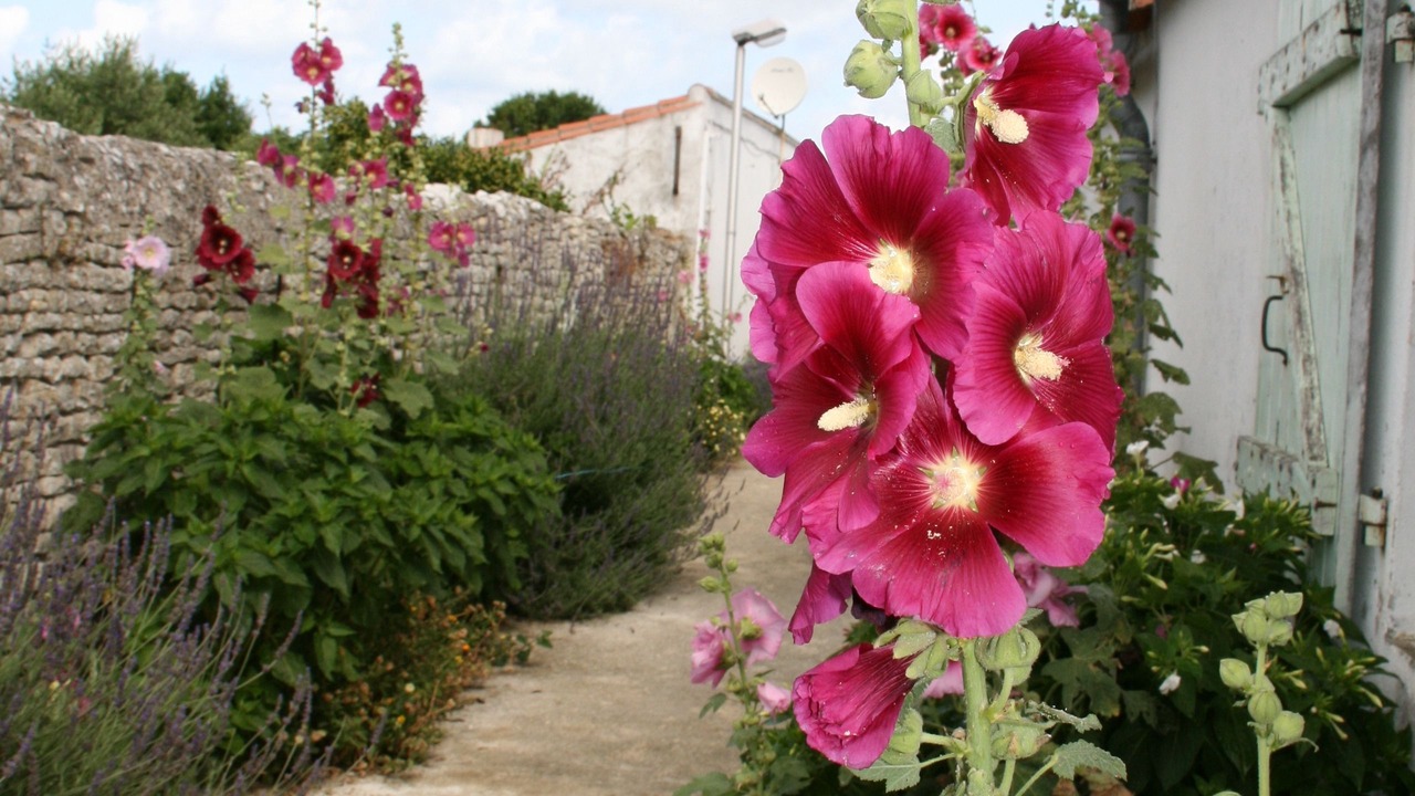 Photo of Outdoor in Ars-en-Re