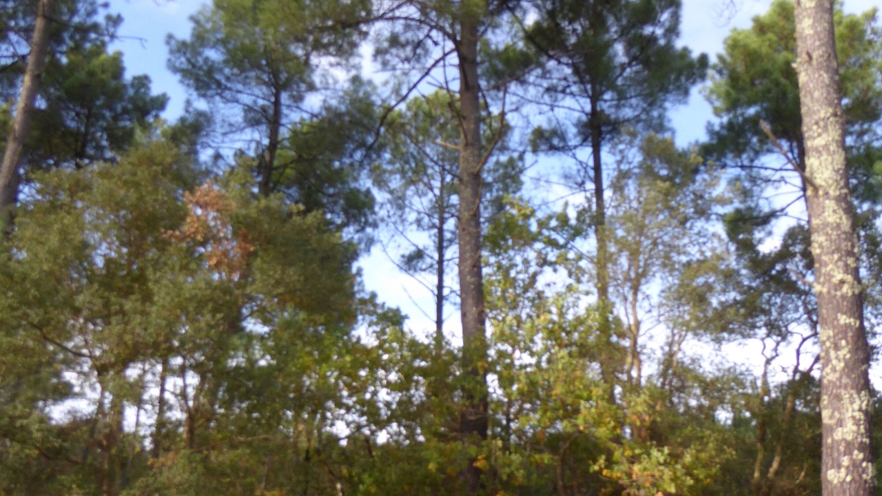 Photo of Outdoor in Vendays-Montalivet