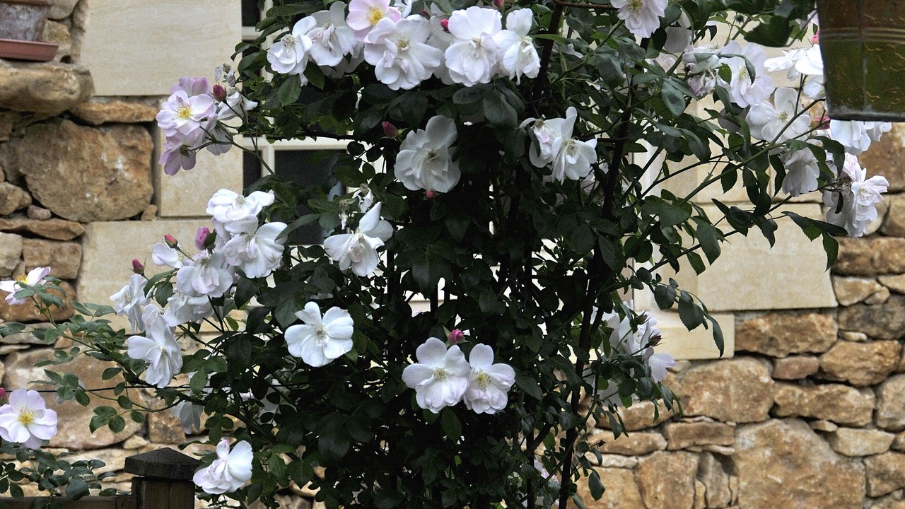 Photo of Outdoor in Prats-de-Carlux