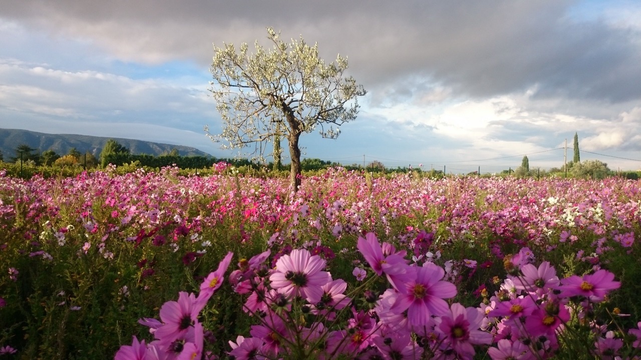 Photo of Outdoor in Cabrieres-d'Avignon