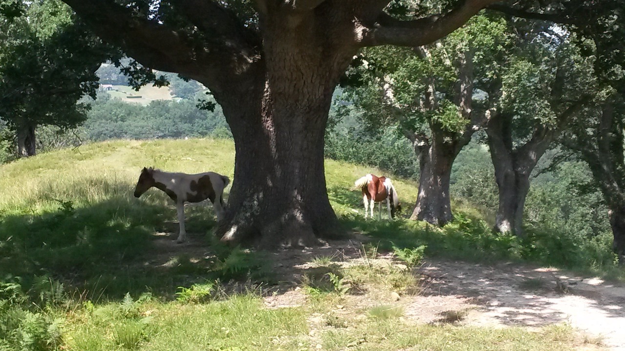Photo of Outdoor in Saint-Pee-sur-Nivelle