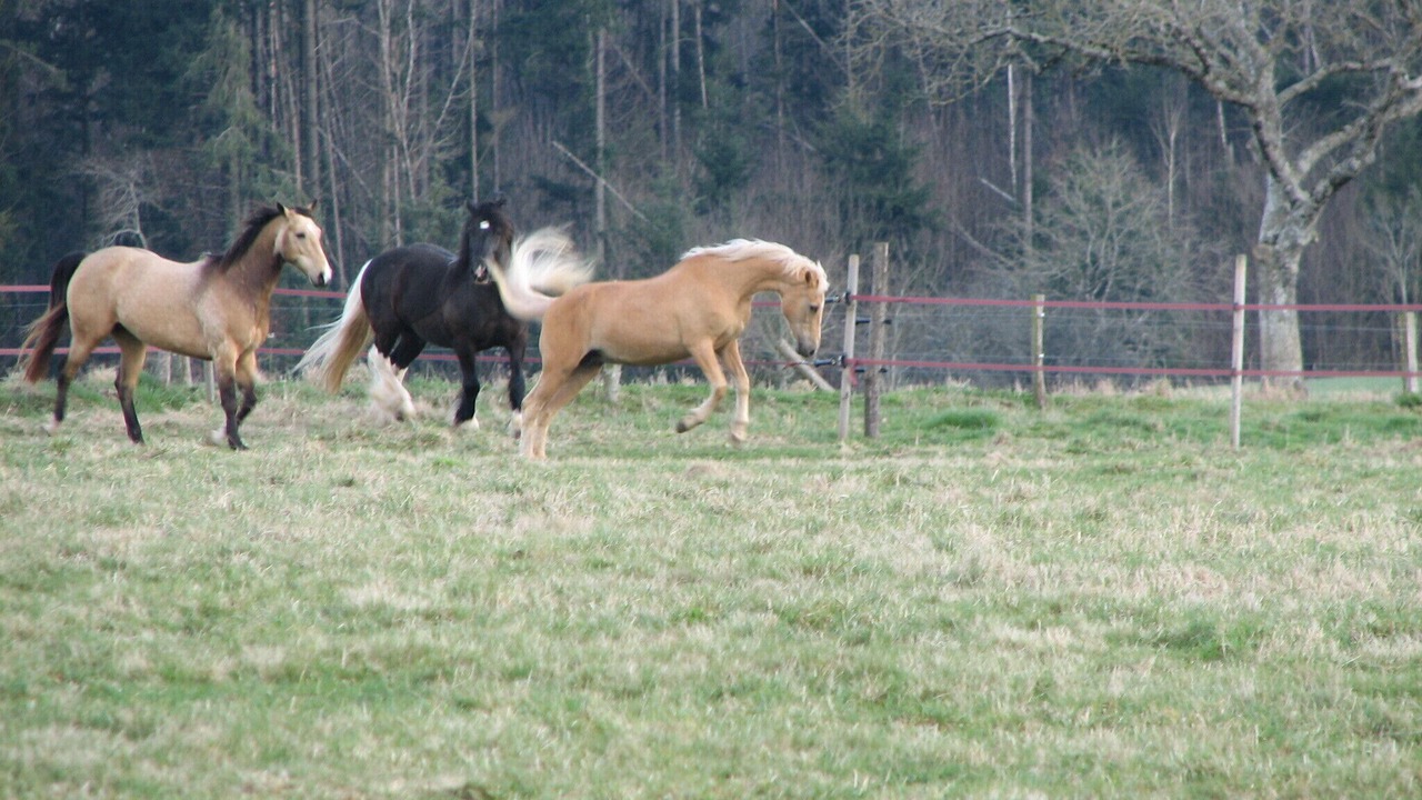 Photo of Others in Pressignac
