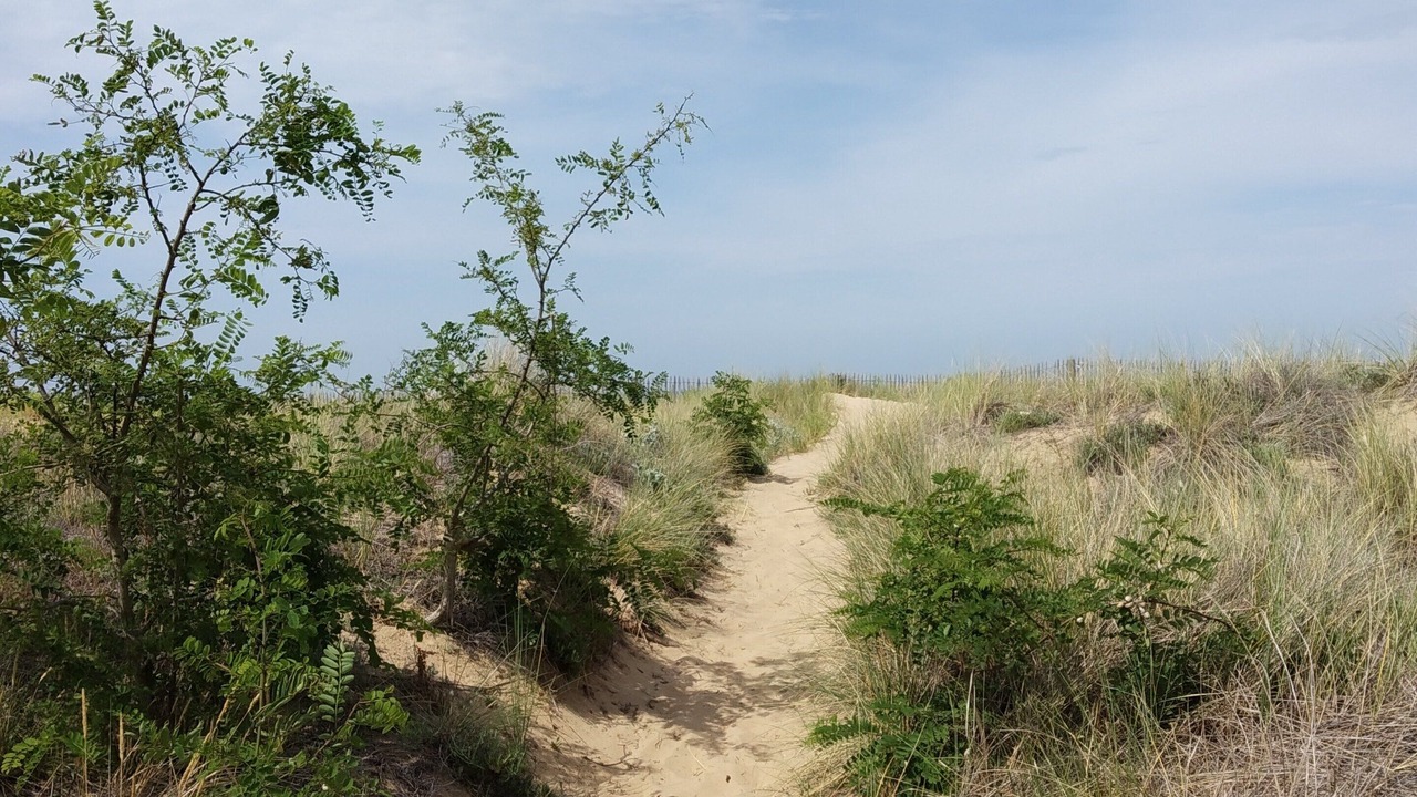 Photo of Outdoor in Saint-Georges-d'Oleron