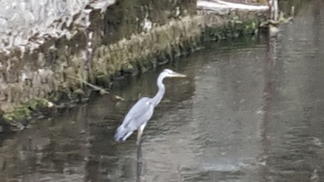 Photo of Others in Pons