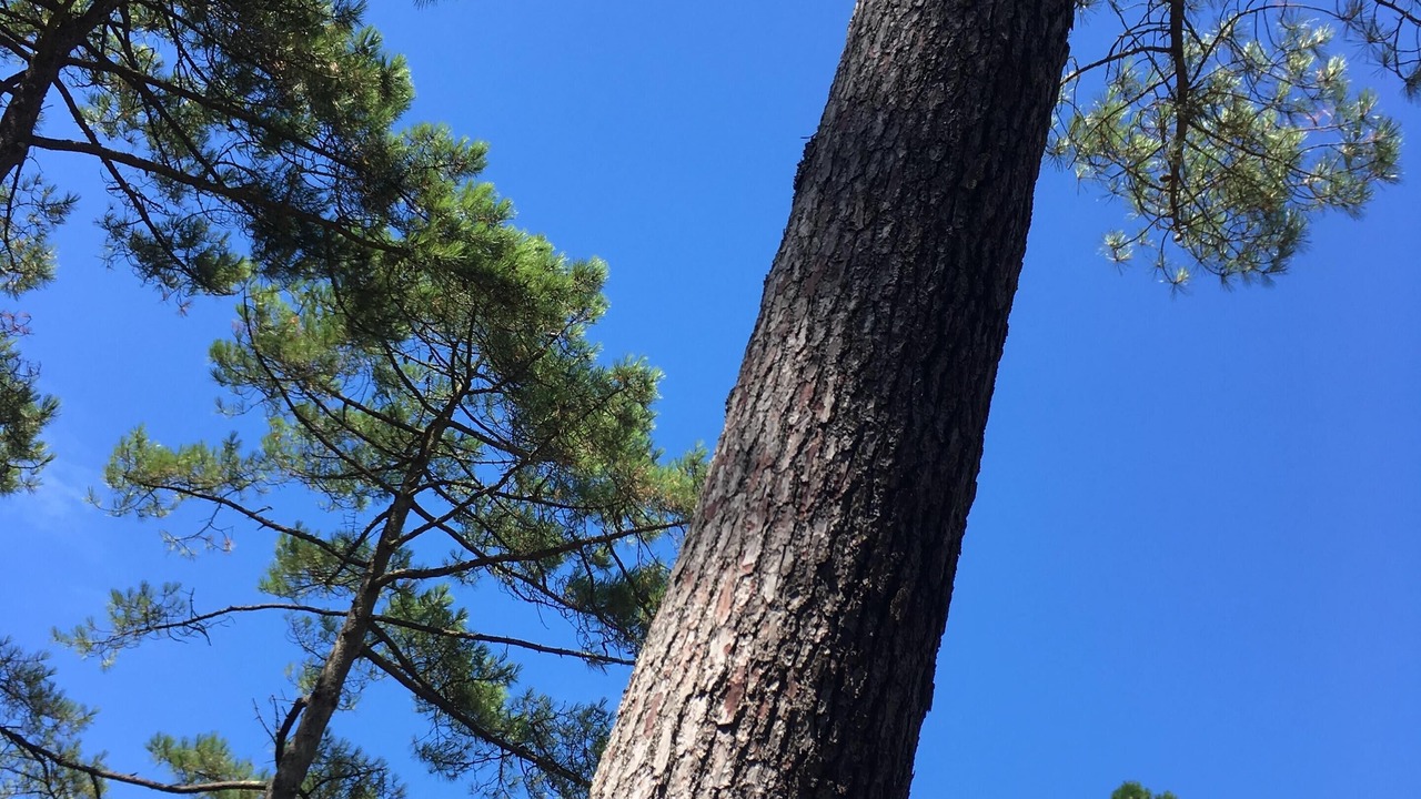 Photo of Outdoor in Contis-les-Bains