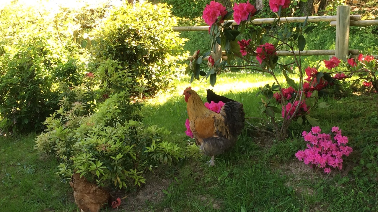 Photo of Outdoor in Jouillat