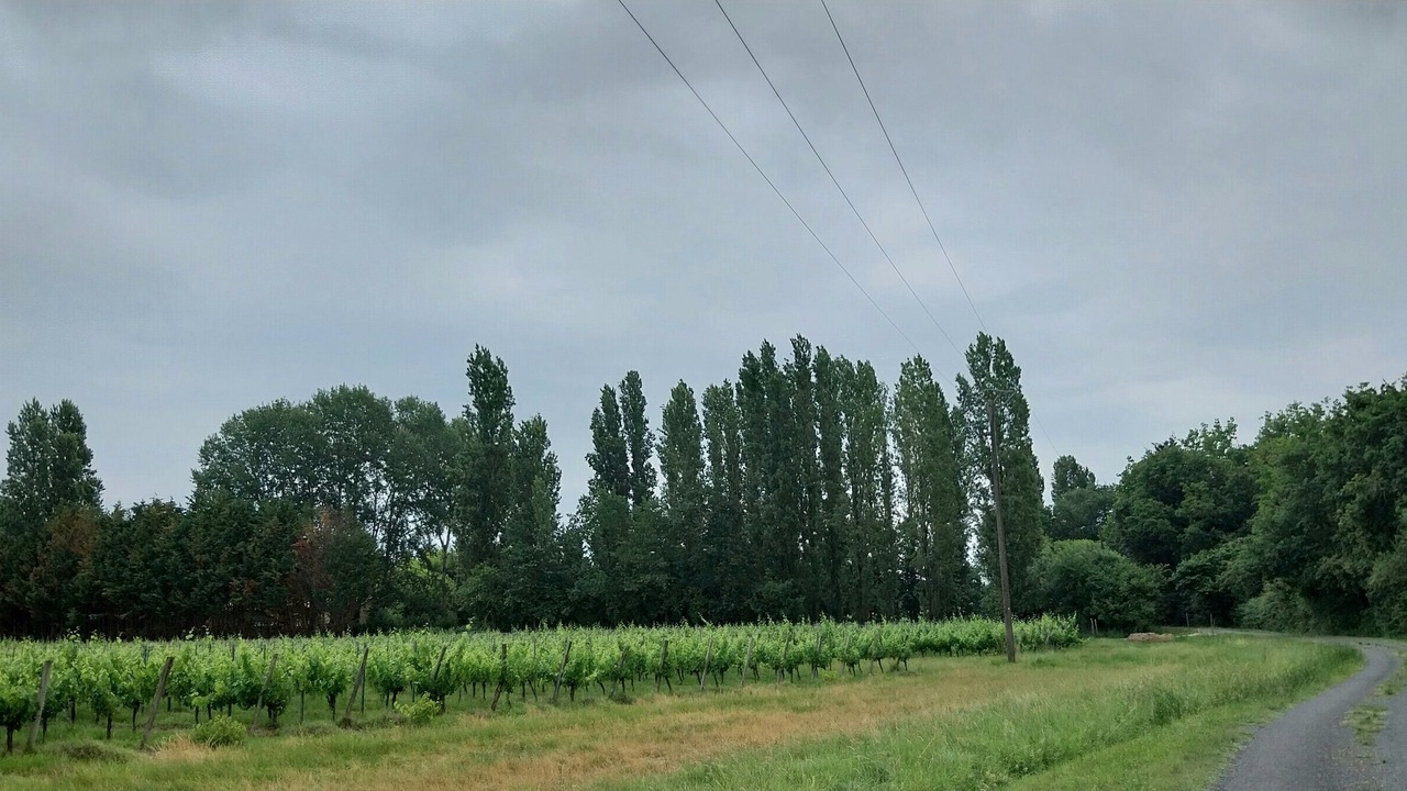 Photo of Others in Saint-Andre-de-Cubzac