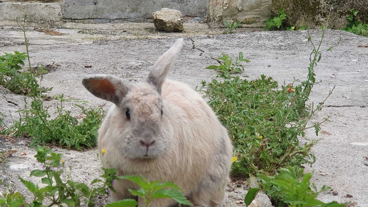 Photo of Outdoor in Contre