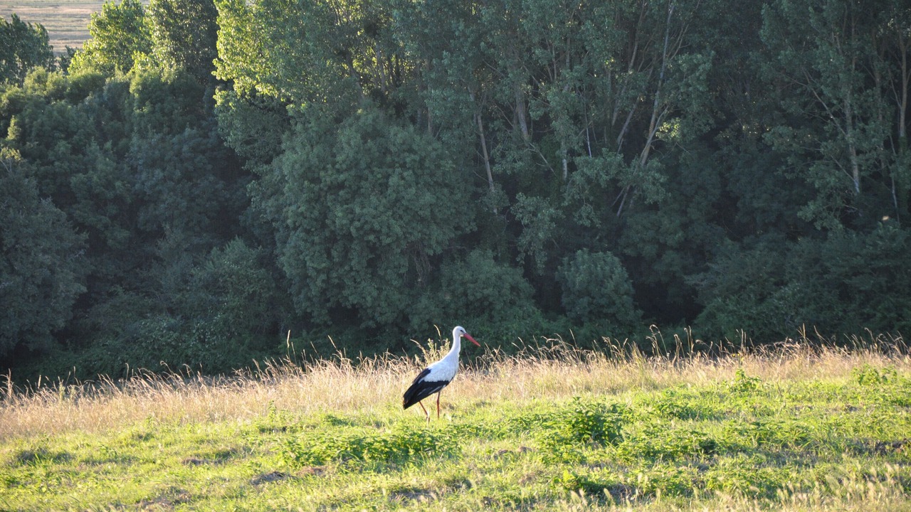Photo of Others in La Gripperie-Saint-Symphorien