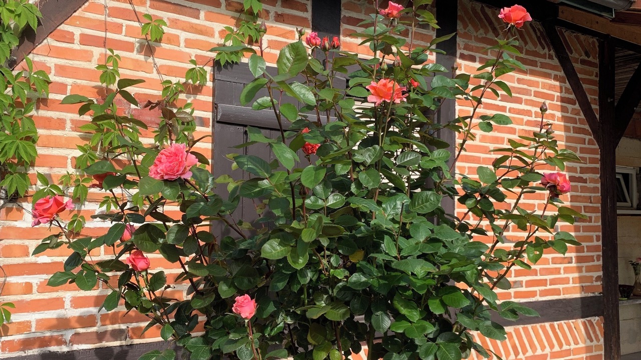 Photo of Outdoor in Escource