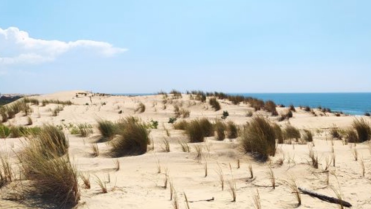 Photo of Others in La Palmyre